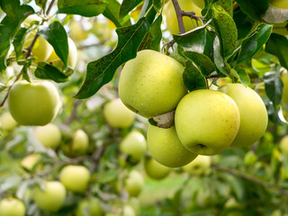 Apples yellow in orchard tree farm hanging