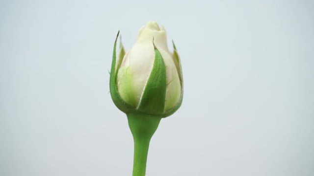 Wedding day, symbol for true love. Closeup of white rose flower bud on bright wall background, dolly shot 4K ProRes HQ codec