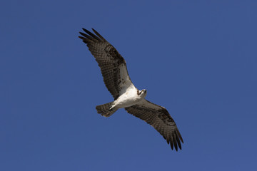 An Osprey (Pandion haliaetus) soaring under a blue sky looking for food in the Gulf of Mexico near St. Pete Beach, Florida.