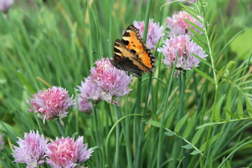 Flowering chives and butterfly in the summer garden 19928