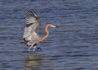 Reddish Egret ( Egretta rufescens) 