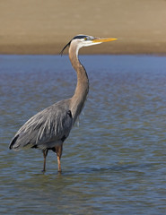 A Great Blue Heron (Ardea Herodias) wades through shallow water looking for food near St. Pete Beach, Florida.