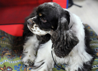 The American Cocker Spaniel  at dog show, Moscow.