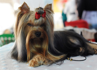Yorkshire terrier at dog show, Moscow.