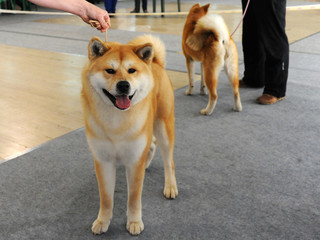 Akita at dog show, Moscow.