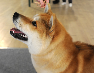 Akita at dog show, Moscow.