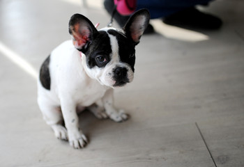 French Bulldog at dog show, Moscow.