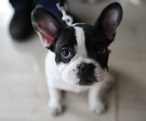 Fototapeta premium French Bulldog at dog show, Moscow.