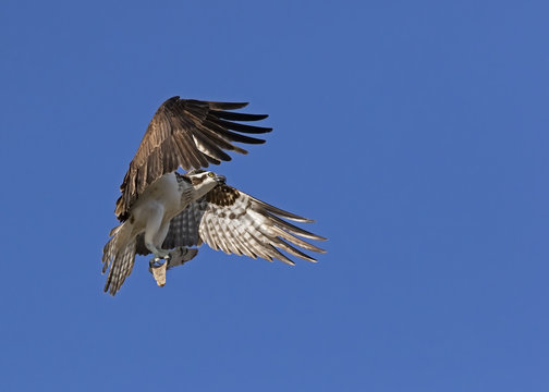 An Osprey (Pandion haliaetus) flying with material to build a nest on a platform near St. Pete Beach, Florida.