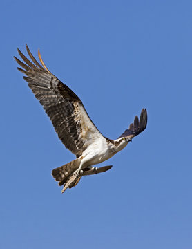 An Osprey (Pandion haliaetus) flying with material to build a nest on a platform near St. Pete Beach, Florida.