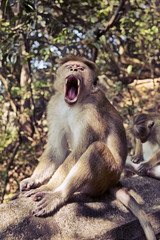 Toque Macaque Monkey With Sharp Teeth