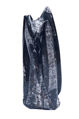 Huge orthoceras fossil sculpture in black marble isolated on white background © bjphotographs