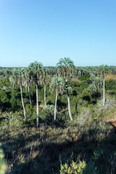 Palms on El Palmar National Park, Argentina