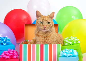 Orange tabby cat peaking out of a birthday box, surrounded by colorful presents and bright balloons. Surprise party. © sheilaf2002