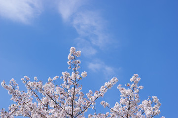 桜　青空と雲の背景