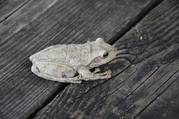 frog
