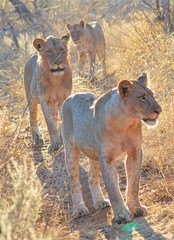 Lions walking in Kruger Park South Africa