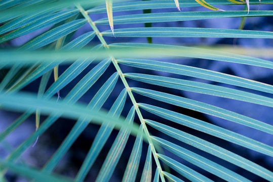 Fototapeta Foliage plant,Tropical plant