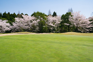 Fototapeta na wymiar 桜満開のゴルフ場 ゴルフコース パッティンググリーン
