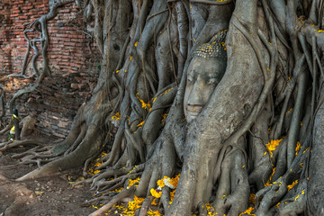 The ancient Head of sandstone Buddha Statue in the Bodhi Tree Roots at Wat Mahathat temple the historic site of Ayutthaya province, Thailand.