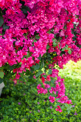 Bougainvillea plant over nature background, beautiful pink flowers