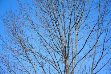 close up on tree branches in winter under blue sky
