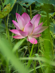 Obraz premium Sacred lotus flower in natural pond