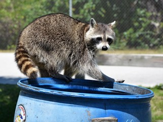 racoon