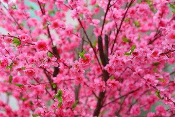 Artificial Sakura flowers for decorating japanese style selected focus at center