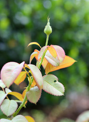 rose bud in the garden
