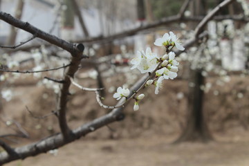 Spring Blossoms in Amdo Tibet Qinghai China Asia