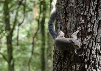 squirel