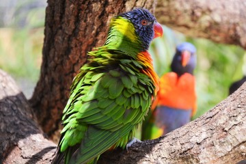 bird
