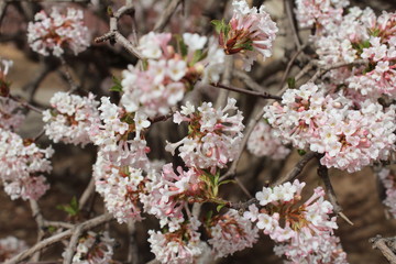 Spring Blossoms in Amdo Tibet Qinghai China Asia