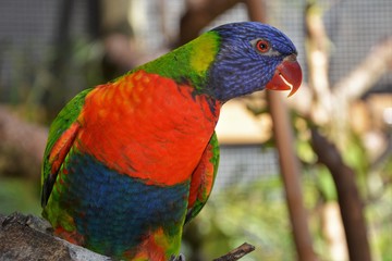 bird