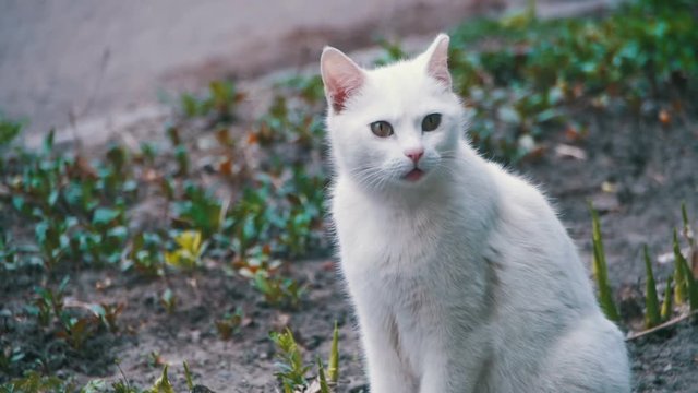 Stray White Cat on the Ground in the Park. Slow Motion in 96 fps. Close Up. Homeless cat in the City in the Spring.