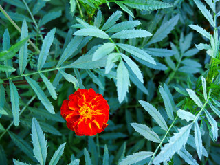 Summer background with blooming marigold flowers.