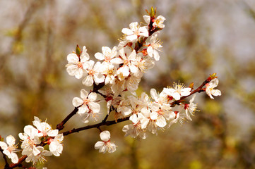 Spring flowers on the branch of apricot. Spring blossom of apricot branch, white flowers branch tree.