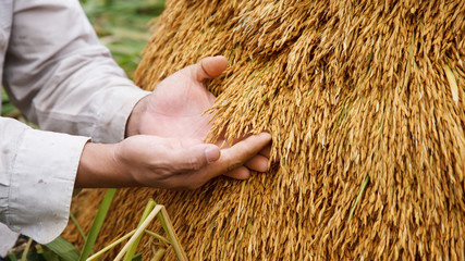 Farmer hand holding harvested paddy