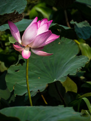 Sacred lotus flower