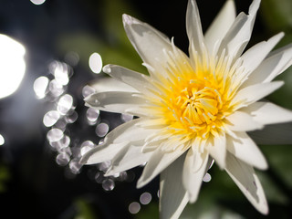 White waterlily in pond