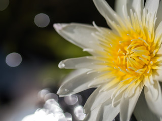 White waterlily in pond