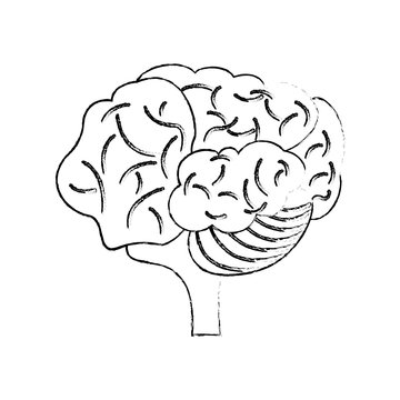 sketch brain human creativity concept vector illustration eps 10