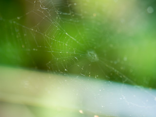 Spider web