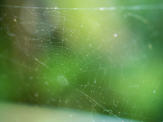 Spider web