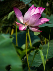 Sacred lotus flower in natural pond