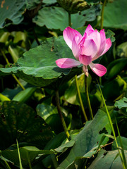 Sacred lotus flower in natural pond