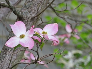Pink dogwood tree blooming with pink flowers - 144497942