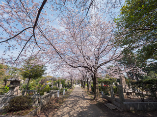 Japanese tomb and Cherry blossoms
