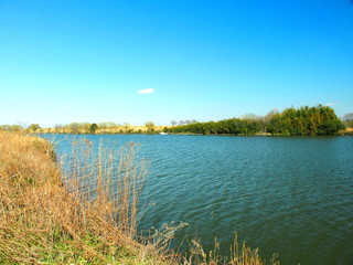 矢切の渡しのある春の江戸川風景